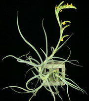 Tillandsia 'Nugget' (crocata x duratii) - Tropiflora