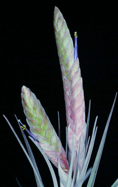 Tillandsia 'Bartolo' – Tropiflora