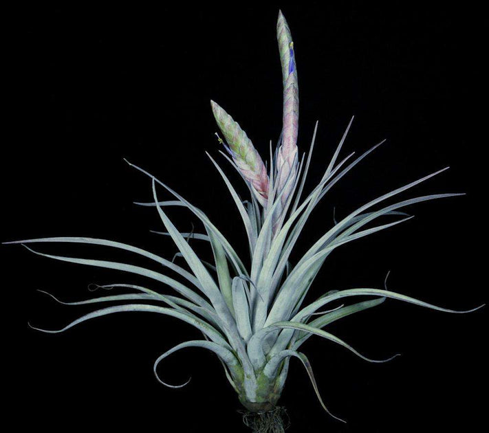 Tillandsia 'Bartolo' – Tropiflora