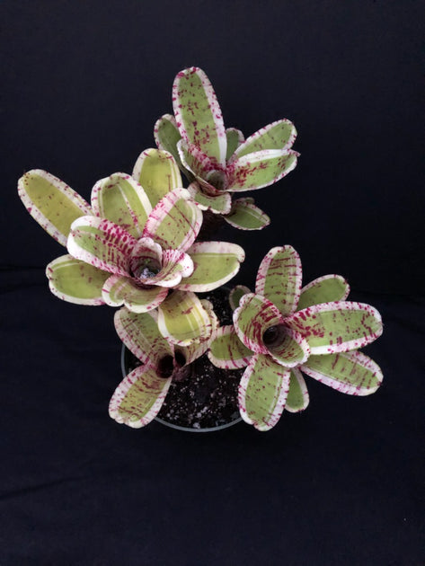 hello kitty succulent Neoregelia 'Hello Kitty' – Tropiflora