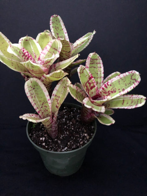 Neoregelia 'Hello Kitty' – Tropiflora