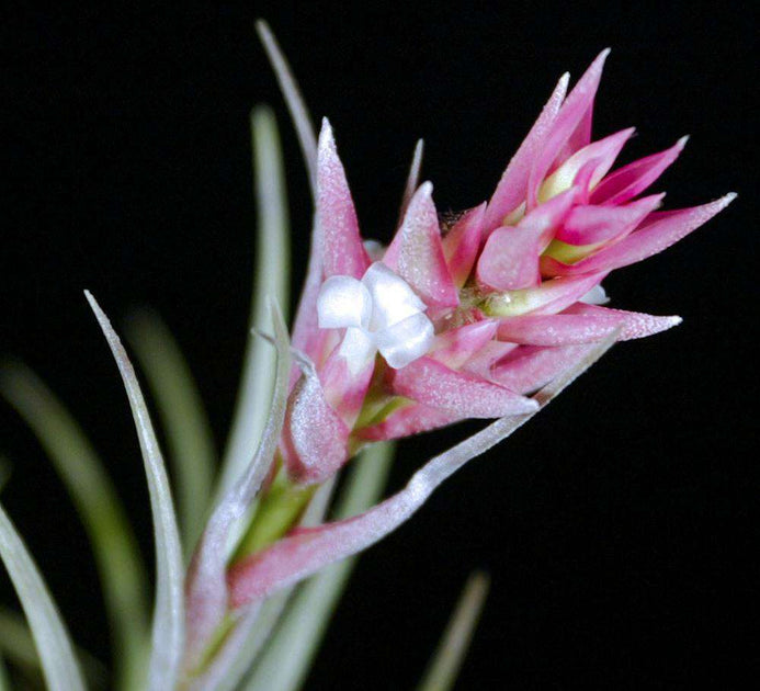 Tillandsia stricta var. albifolia – Tropiflora Tillandsia stricta var. albifolia – Tropiflora