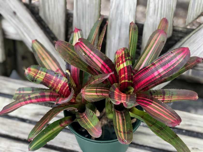 Neoregelia 'Dynamic Force' – Tropiflora