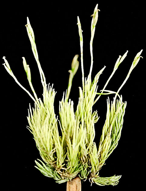 Tillandsia minutiflora – Tropiflora