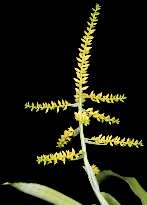 Wittmackia burlemarxii