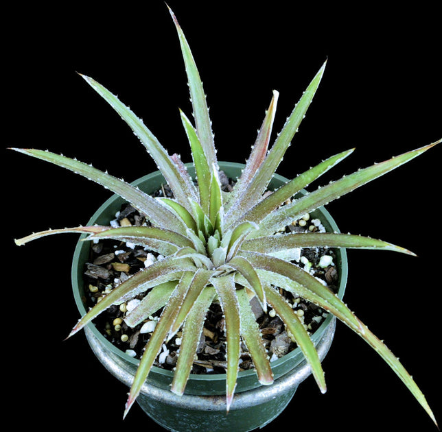 Dyckia choristaminea hybrid