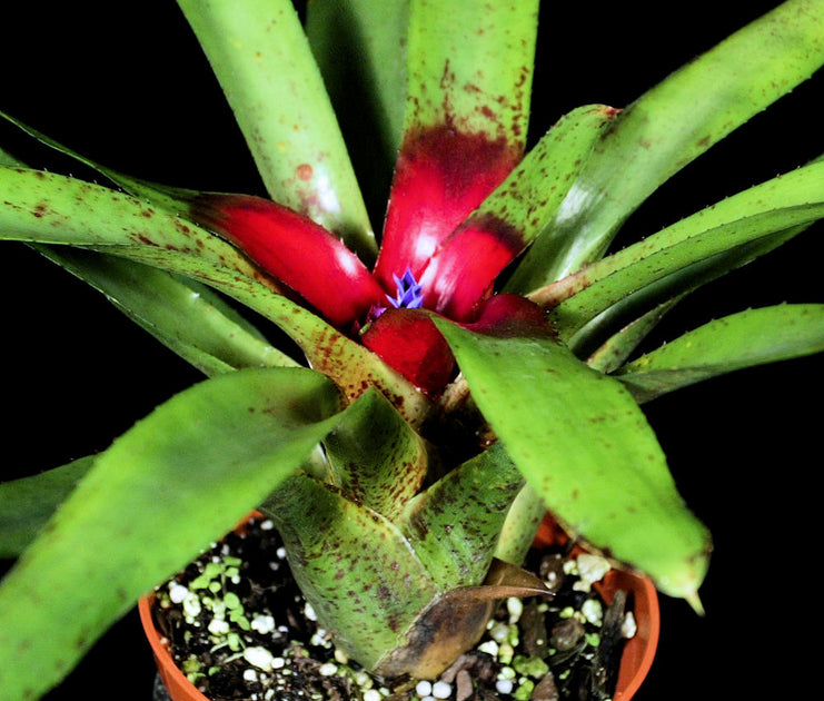 Neoregelia olens 子株 Neoregelia 'Olens' x 'Fireball'