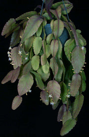 Rhipsalis rhombea 'Dave' - Tropiflora