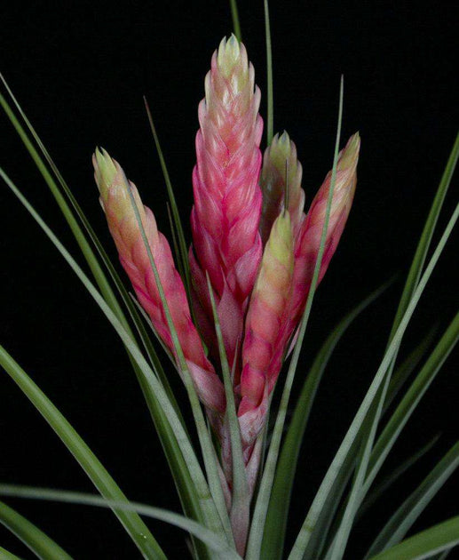 fasciculata tropiflora air plant Tillandsia fasciculata 'Magnificent'
