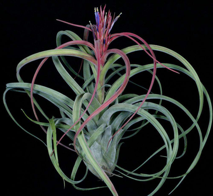 Tillandsia 'Zacapa' – Tropiflora
