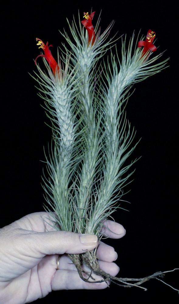 Tillandsia funckiana 'Giant Form' - Tropiflora