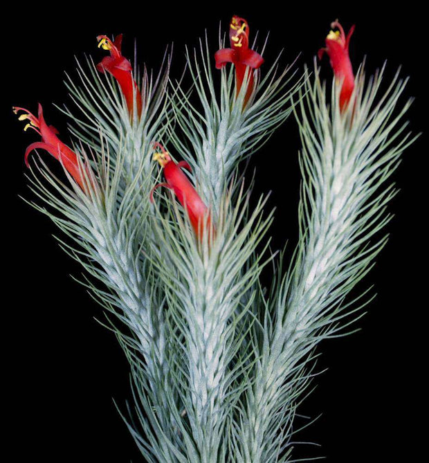 Tillandsia funckiana 'Giant Form' - Tropiflora