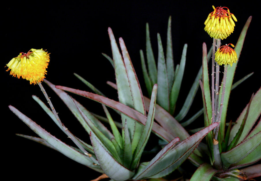 Aloe capitata