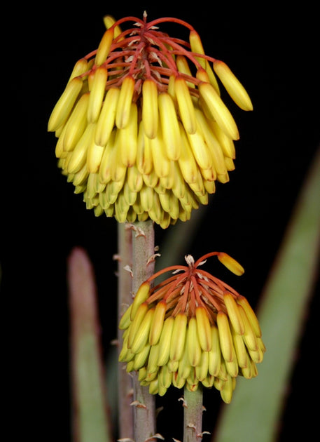 Aloe capitata