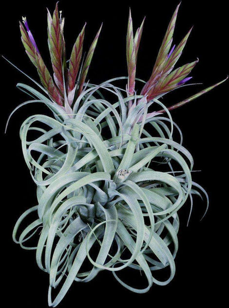 Tillandsia 'Elisa' – Tropiflora
