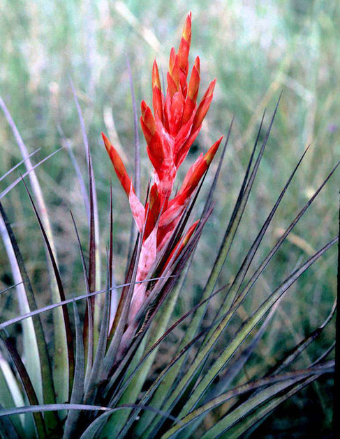 Tillandsia fasciculata v. densispica 'Florida' – Tropiflora