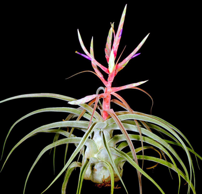 Tillandsia 'Lucille' – Tropiflora Tillandsia 'Lucille' – Tropiflora