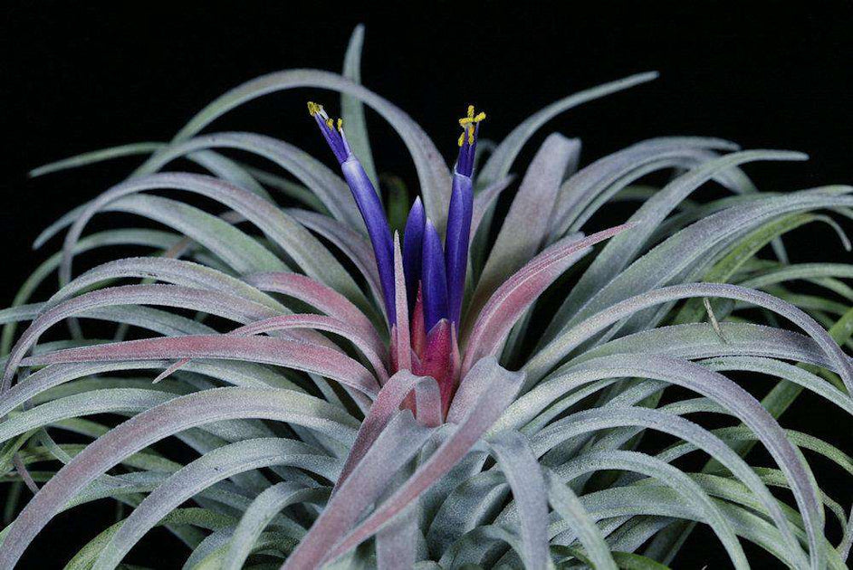 Tillandsia 'Velvet Fountain' – Tropiflora