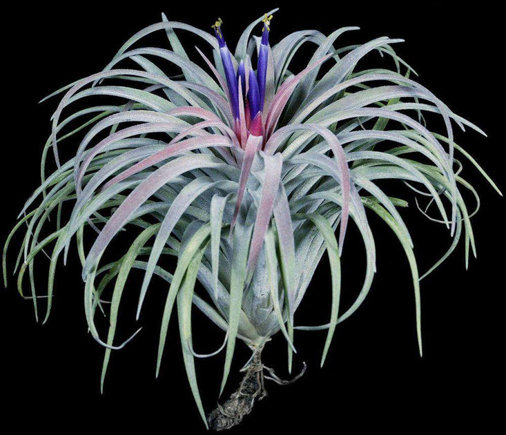 Tillandsia 'Velvet Fountain' – Tropiflora