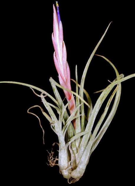Tillandsia klausii – Tropiflora