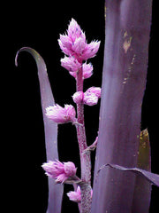 Hohenbergia rosea - Tropiflora