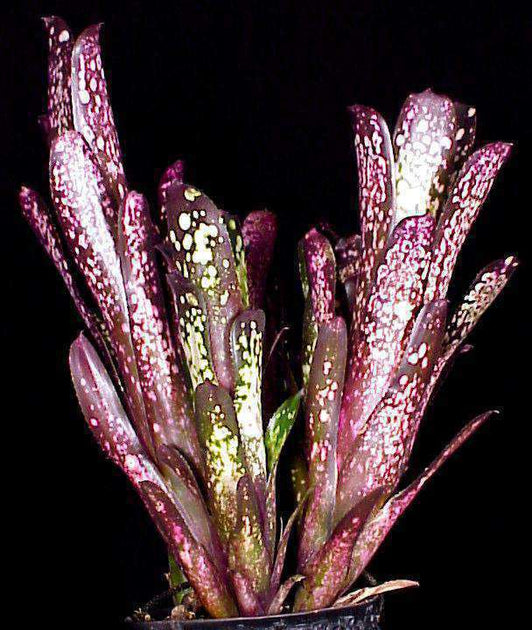 ブロメリア・エアープランツ Billbergia 'Hallelujah' Variegated B305 Billbergia 'Hallelujah' Variegated B305