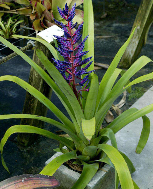 Aechmea ‘Blue Tango’ (P) – Tropiflora