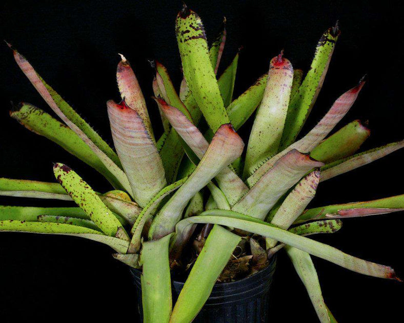 ブロメリア　neoregelia carcharodon rainbow Neoregelia carcharodon 'Rainbow' – bromeliad.com