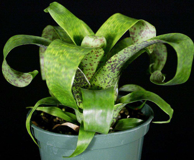 Vriesea fenestralis – Tropiflora