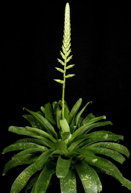 Vriesea fenestralis – Tropiflora