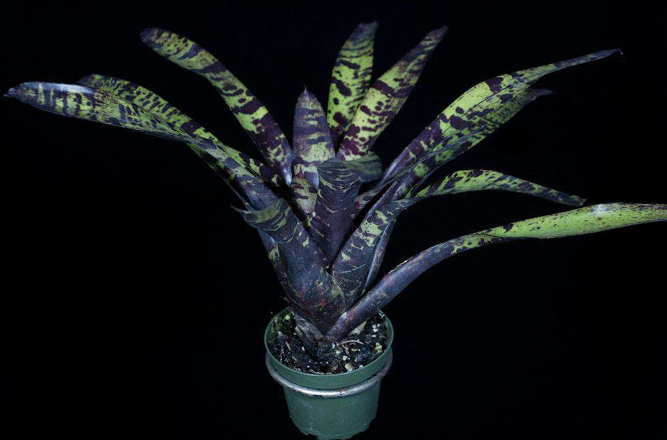 Neoregelia Blueberry Blizzard ネオレゲリア FCBS Neoregelia Photo Index Database: Search Results.