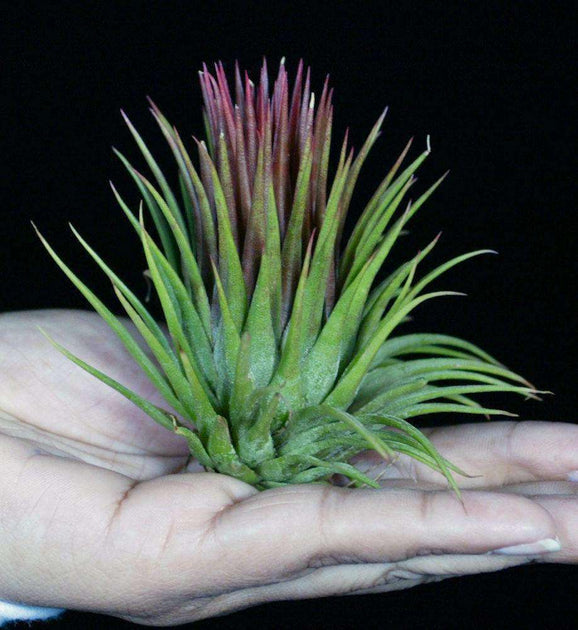 Tillandsia ionantha 