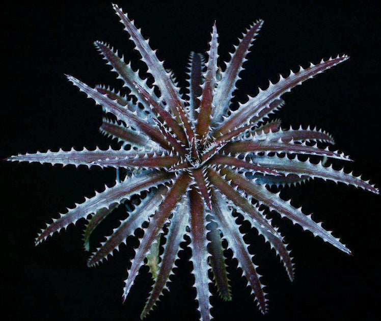 Dyckia beateae x reitzii v. rubra – Tropiflora