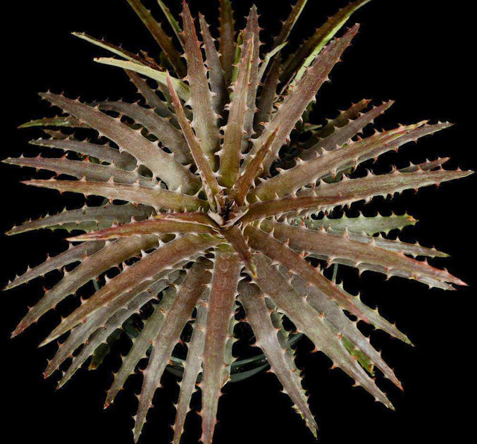 Dyckia beateae x reitzii v. rubra – Tropiflora
