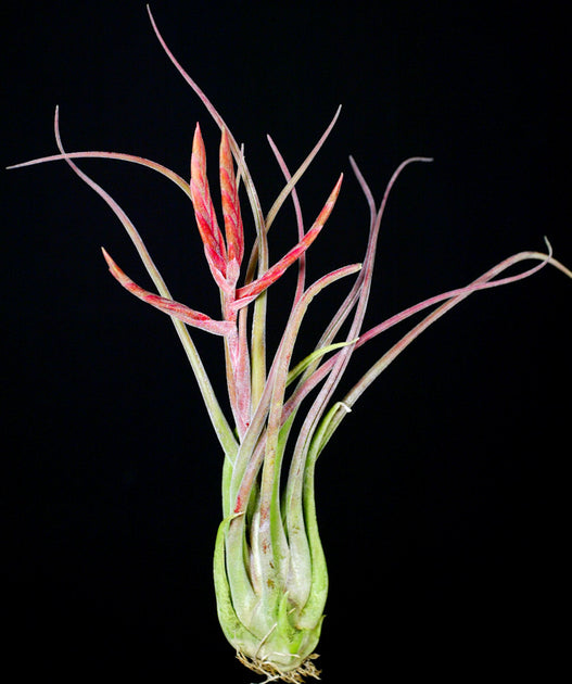 Tillandsia 'Purple Passion' – Tropiflora