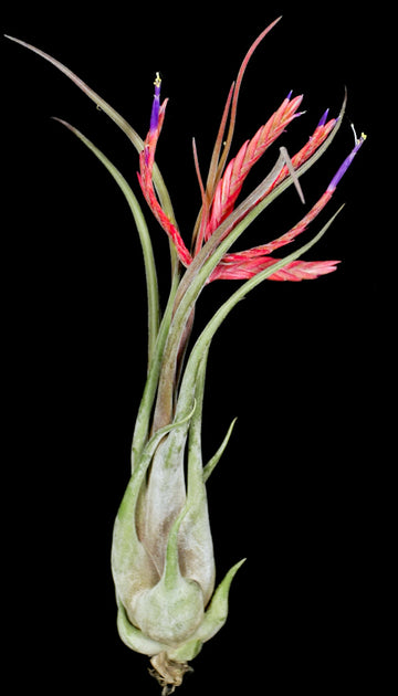 Tillandsia 'Purple Passion' – Tropiflora