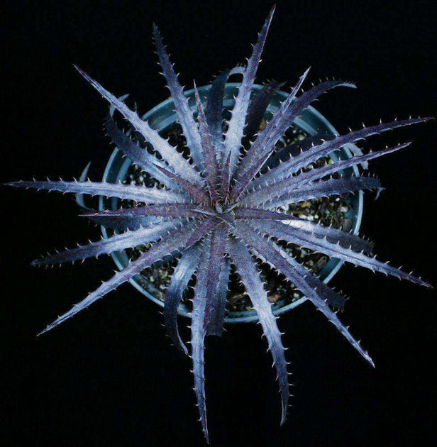 Dyckia 'Purple and Silver' – Tropiflora