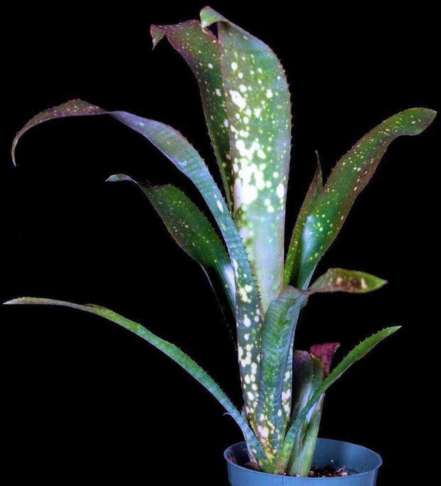 Billbergia 'Cold Fusion' - Tropiflora