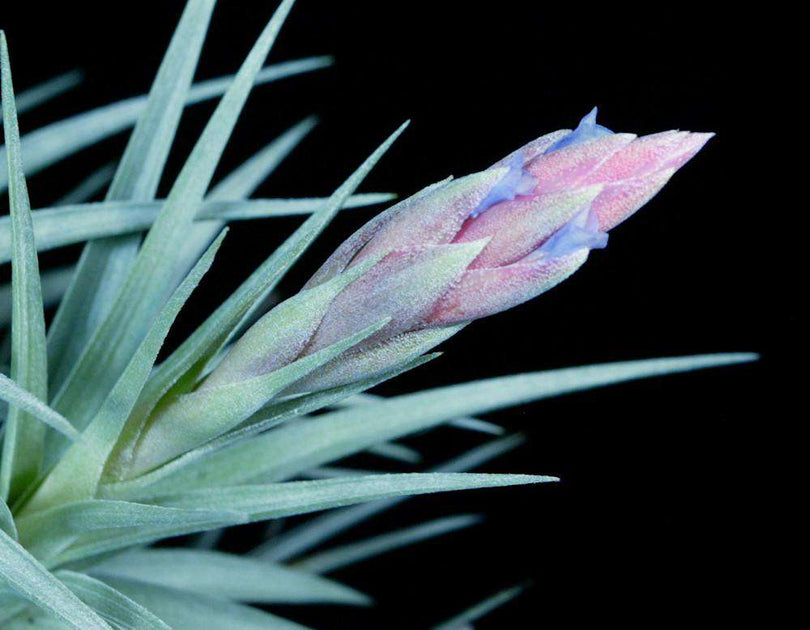 Tillandsia aeranthos clone #3 – Tropiflora