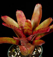 Neoregelia rubrifolia - Tropiflora