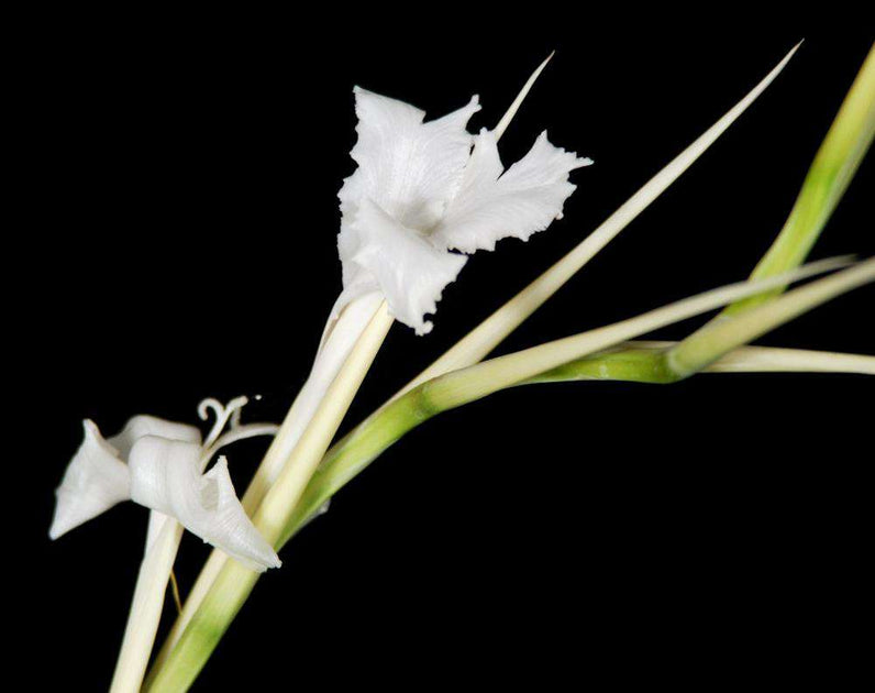 T.mereliana x T.tafiensis ティランジア Tillandsia mereliana – Tropiflora
