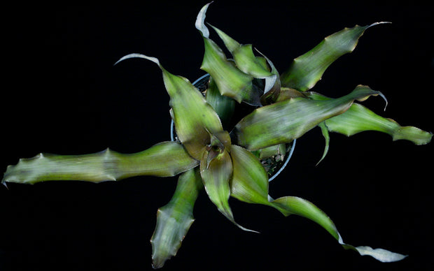 Cryptanthus alagoanus
