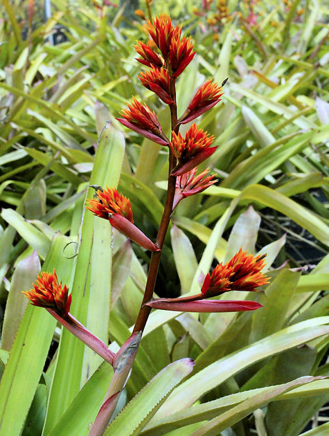 Aechmea mulfordii Tropiflora