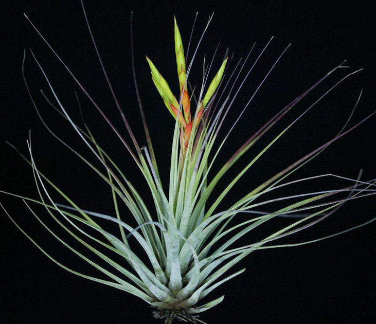 fasciculata tropiflora air plant Tillandsia Bulk Plants: Tillandsia fasciculata Central America (Minimu – Tropiflora