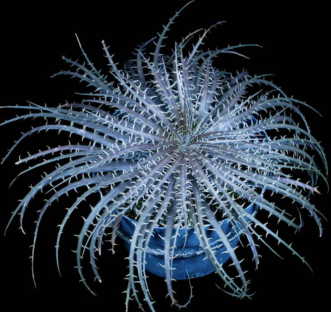 Dyckia pectinata rubra 抜き苗 送料無料（Dyckia pectinata
