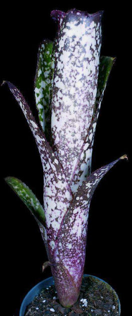 ブロメリア・エアープランツ Billbergia Wild Thing Billbergia 'Wild Thing' – Tropiflora