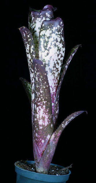ブロメリア・エアープランツ Billbergia Wild Thing Billbergia 'Wild Thing' – Tropiflora