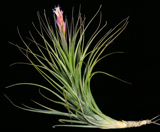 Tillandsia tenuifolia 'Rubra'