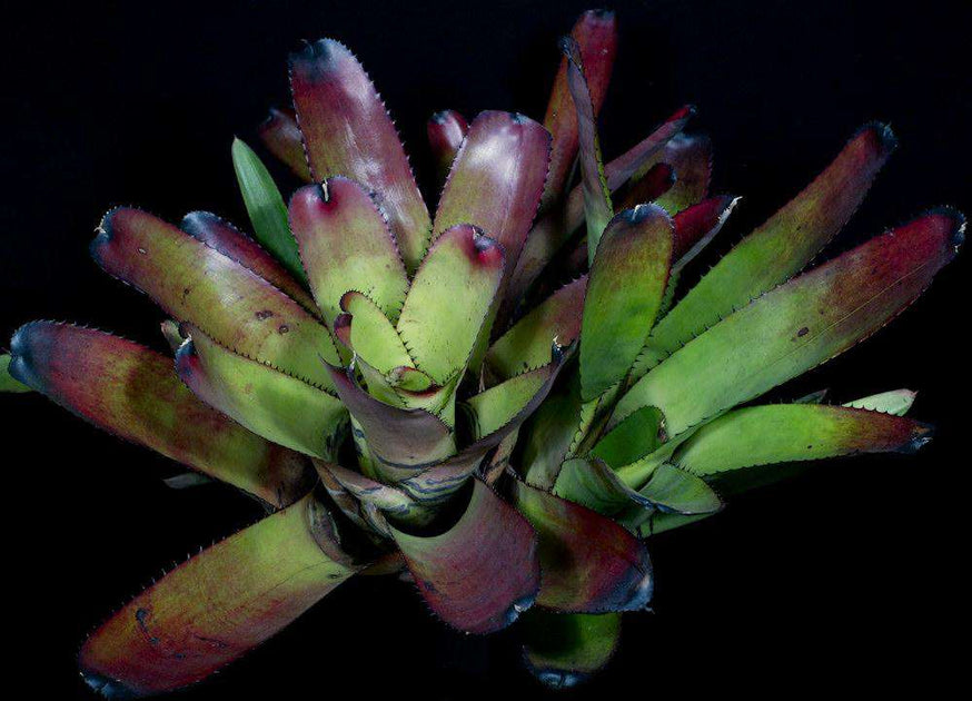 ブロメリア・エアープランツ Neoregelia Carcharodon Giant Neoregelia carcharodon 'Giant' – bromeliad.com