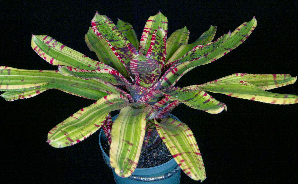 Neoregelia 'Wild Rabbit' – Tropiflora Neoregelia 'Wild Rabbit' – Tropiflora
